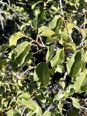 Prunus ilicifolia ilicifolia