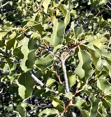 Prunus ilicifolia ilicifolia