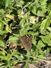 Junonia lemonias