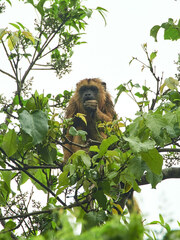 Alouatta caraya