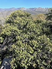 Prunus ilicifolia ilicifolia