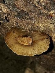 Bolbitius muscicola