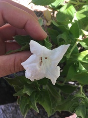 Ruellia leucantha