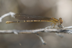 Argia emma
