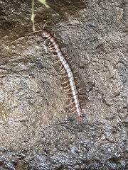 Scolopendra subspinipes
