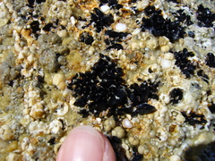 Xenostrobus neozelanicus