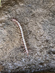 Scolopendra subspinipes