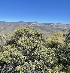 Prunus ilicifolia ilicifolia