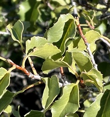 Prunus ilicifolia ilicifolia