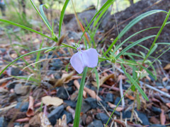 Violaceae