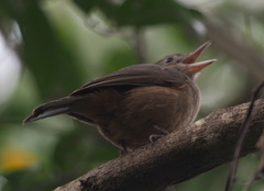 Colluricincla rufogaster