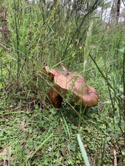 Phlebopus marginatus