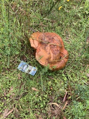 Phlebopus marginatus