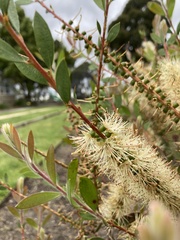 Melaleuca pallida