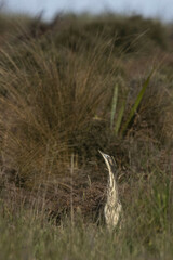 Botaurus poiciloptilus