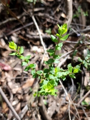 Platysace lanceolata