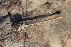 Argia emma