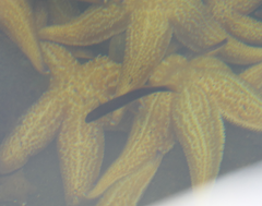 Trachinops caudimaculatus