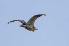 Botaurus poiciloptilus