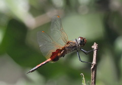 Tramea loewii
