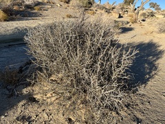 Cercocarpus intricatus