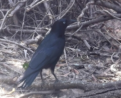 Corvus orru