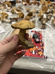 Suillus tomentosus