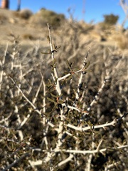 Cercocarpus intricatus