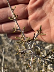 Cercocarpus intricatus