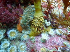 Anthothoe albocincta