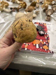 Suillus tomentosus