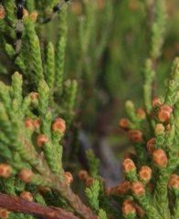 Juniperus virginiana