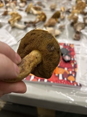 Suillus tomentosus