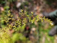 Lindsaea microphylla
