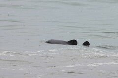 Cephalorhynchus hectori