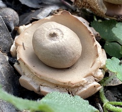 Geastrum triplex
