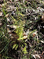 Lindsaea microphylla
