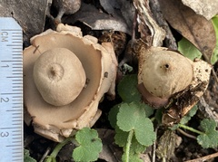 Geastrum triplex