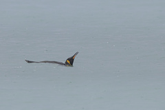 Aptenodytes patagonicus
