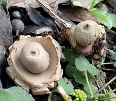 Geastrum triplex