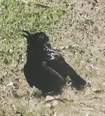 Corvus coronoides