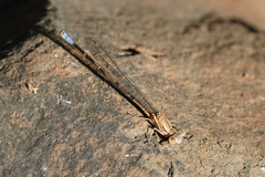 Argia emma