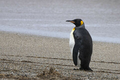 Aptenodytes patagonicus