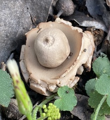 Geastrum triplex