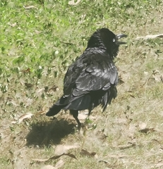 Corvus coronoides
