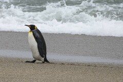 Aptenodytes patagonicus