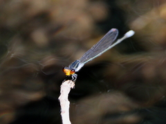 Pseudagrion ignifer