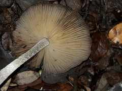 Bolbitius muscicola
