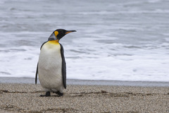 Aptenodytes patagonicus