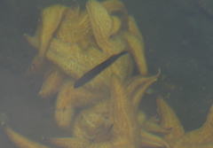 Trachinops caudimaculatus